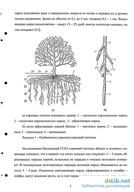 Корневая система каштана схема конского